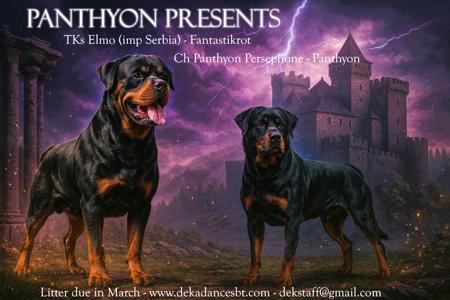 Rottweiler puppy for sale by STAFFIDS