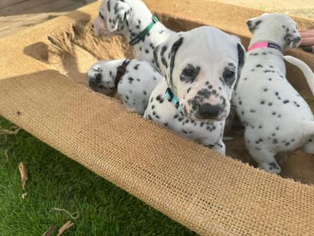 Dalmatian puppy for sale by MINSTERLY