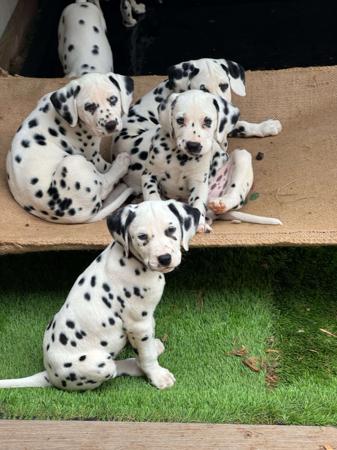 Dalmatian puppy for sale by MINSTERLY