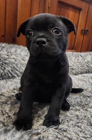 Staffordshire Bull Terrier for sale by HAUSTAFF