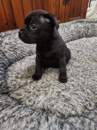 Staffordshire Bull Terrier for sale by HAUSTAFF