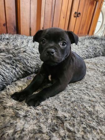 Staffordshire Bull Terrier for sale by HAUSTAFF