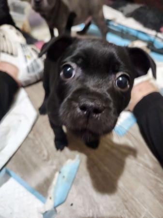 Staffordshire Bull Terrier for sale by HAUSTAFF