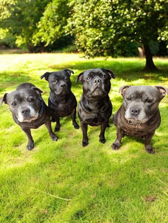 Staffordshire Bull Terrier for sale by HAUSTAFF