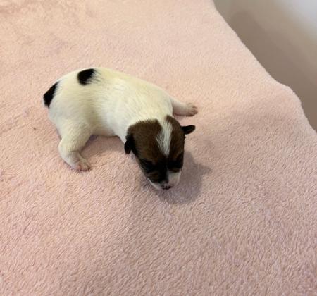 Tenterfield Terrier puppy for sale by CHELSEAPICKERING