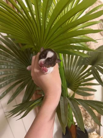 Tenterfield Terrier puppy for sale by CHELSEAPICKERING