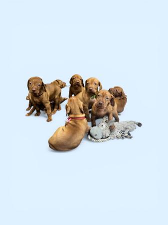 Hungarian Vizsla puppy for sale by VIZSYBEGRAND