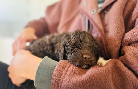 Lagotto Romagnolo for sale by CURLCO