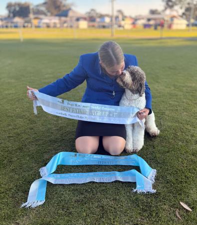 Lagotto Romagnolo for sale by CURLCO