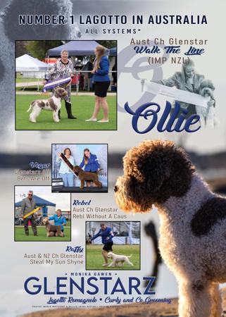 Lagotto Romagnolo for sale by CURLCO