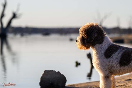 Lagotto Romagnolo for sale by CHARRONNII2003