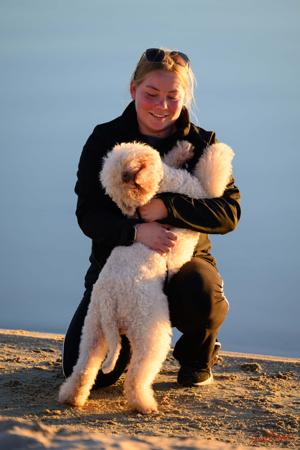 Lagotto Romagnolo for sale by CURLCO