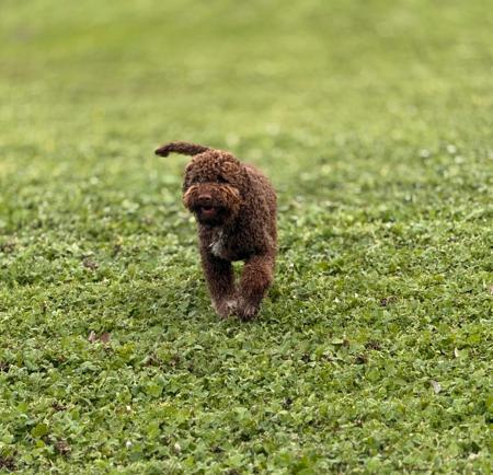 Lagotto Romagnolo puppy for sale by CHARRONNII2003