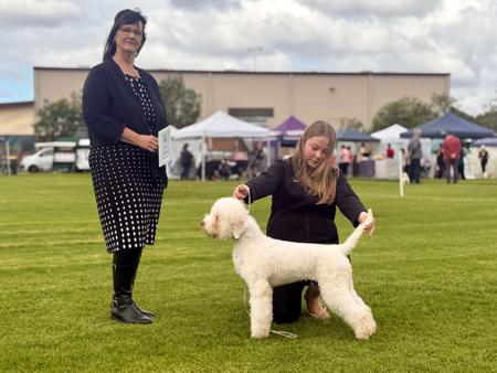 Lagotto Romagnolo for sale by CURLCO