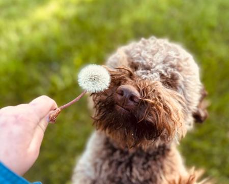 Lagotto Romagnolo puppy for sale by CHARRONNII2003