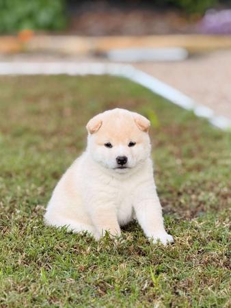 Shiba Inu puppy for sale by ORIENTA