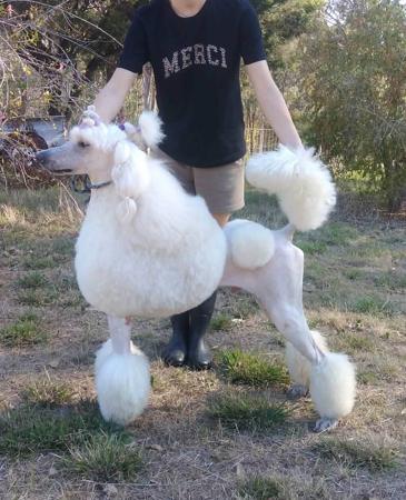 Poodle (Standard) puppy for sale by TVORIMIR