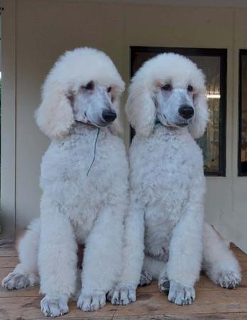 Poodle (Standard) puppy for sale by TVORIMIR
