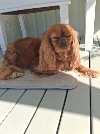 Cavalier King Charles Spaniel for sale by TWINLAKECAV