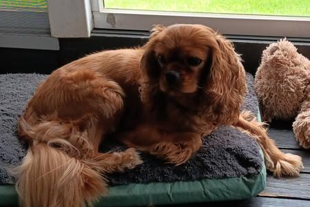 Cavalier King Charles Spaniel for sale by TWINLAKECAV