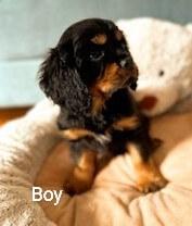 Cavalier King Charles Spaniel for sale by TWINLAKECAV