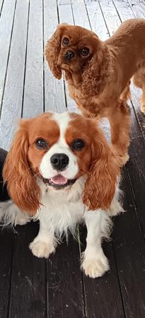 Cavalier King Charles Spaniel for sale by TWINLAKECAV