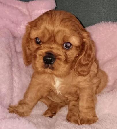 Cavalier King Charles Spaniel for sale by TWINLAKECAV