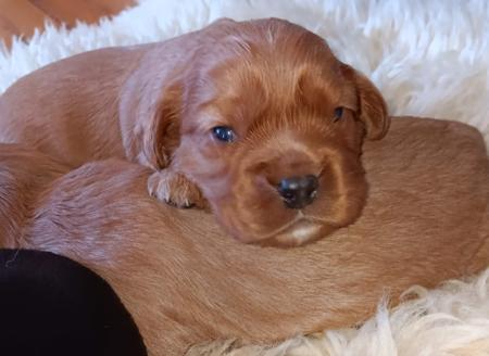 Cavalier King Charles Spaniel for sale by TWINLAKECAV