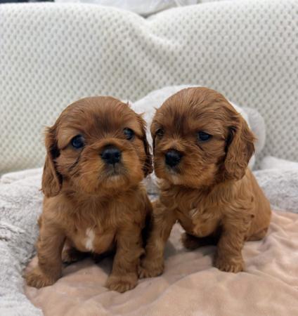 Cavalier King Charles Spaniel puppy for sale by TWINLAKECAV