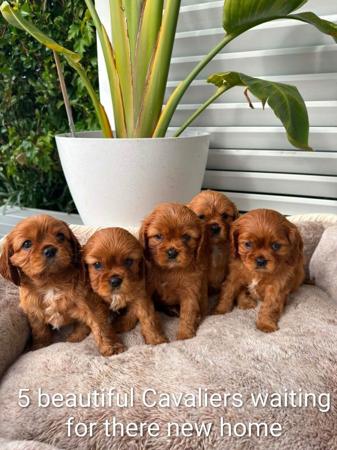 Cavalier King Charles Spaniel puppy for sale by HAWK59