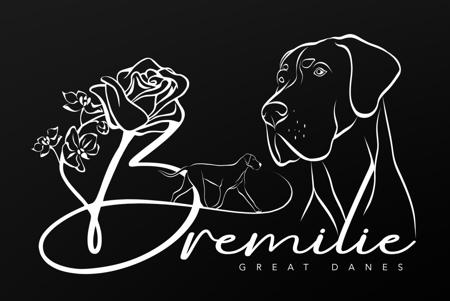 Great Dane for sale by SHONTELLEDAVIES