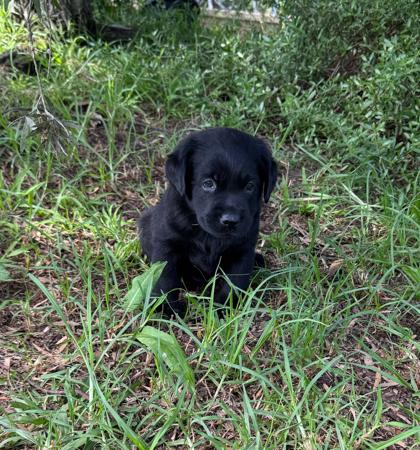 Labrador Retriever puppy for sale by LINDIANT