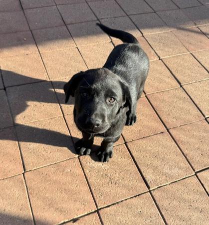 Labrador Retriever puppy for sale by LINDIANT