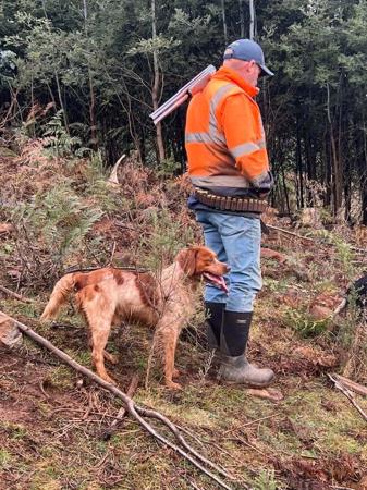 Brittany for sale by TANDABRITT