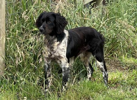 Brittany for sale by TANDABRITT