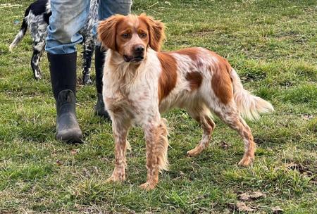 Brittany for sale by TANDABRITT