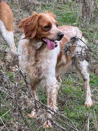 Brittany for sale by TANDABRITT