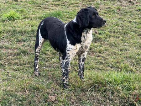 Brittany for sale by TANDABRITT