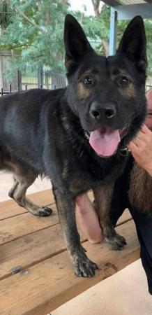 German Shepherd Dog for sale by VONJATT