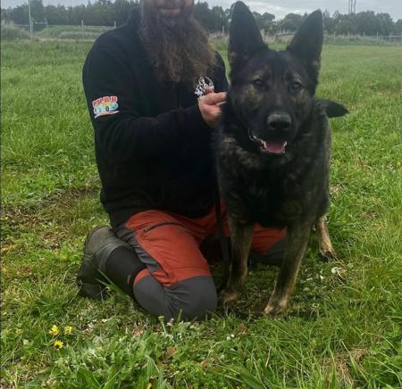 German Shepherd Dog for sale by VONJATT