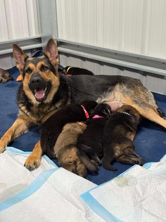 German Shepherd Dog for sale by VONJATT