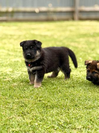 German Shepherd Dog for sale by VONJATT