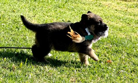 German Shepherd Dog for sale by VONJATT
