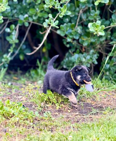 German Shepherd Dog for sale by VONJATT