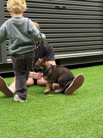 German Shepherd Dog for sale by VONJATT