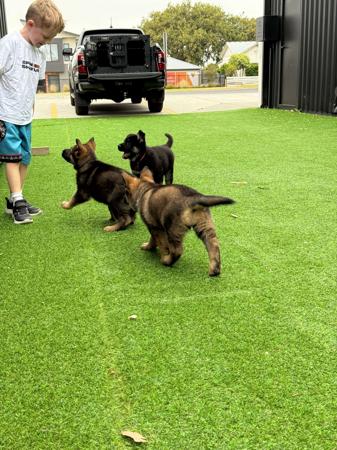 German Shepherd Dog for sale by VONJATT