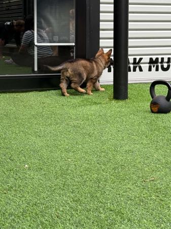 German Shepherd Dog for sale by VONJATT