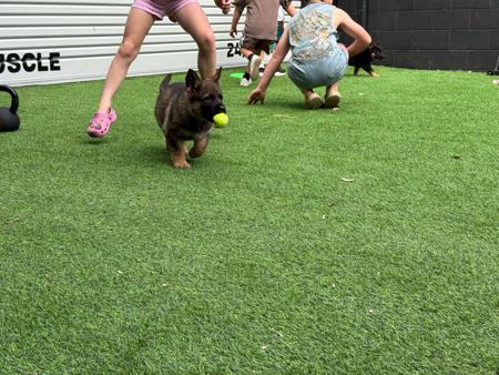 German Shepherd Dog for sale by VONJATT