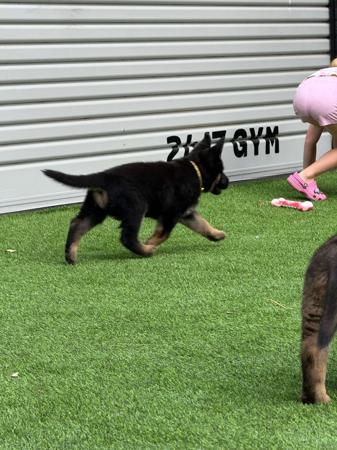 German Shepherd Dog for sale by VONJATT