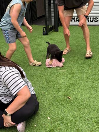 German Shepherd Dog for sale by VONJATT